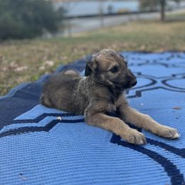 Girl 1 - Irish Wolfhound puppy in Tennessee from Hounds of Ravenhill