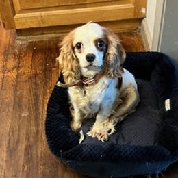 Cavalier King Charles Spaniels from Sandy Cross Kennels
