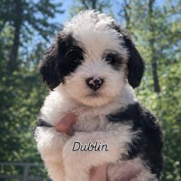 Dublin - Black and white female Sheepadoodle puppy in Rocky Point, North Carolina from CelticDoods