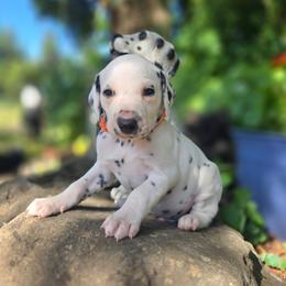 Orange collar male - White and black male Dalmatian puppy in Valley, Washington from Loving spots Dalmatians