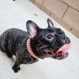 French Bulldogs from SK Frenchies