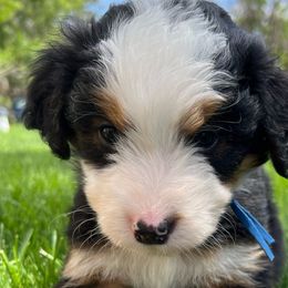 Boy 4 - Aussiedoodle puppy from Bella Ridge Farms & Dapper Doodles