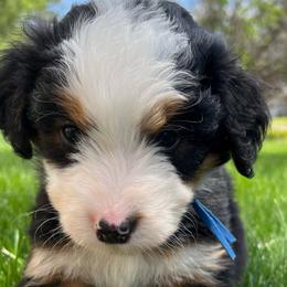 Boy 4 - Aussiedoodle puppy from Bella Ridge Farms & Dapper Doodles