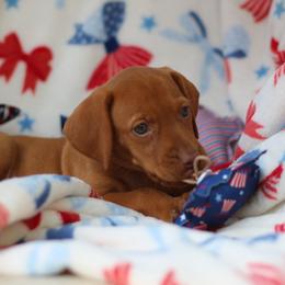 Honor - Golden rust female Vizsla puppy in Bloomington, Indiana from Envizion
