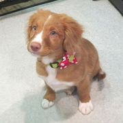 Nova Scotia Duck Tolling Retriever Puppies from Dtails Tollers