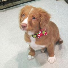 Nova Scotia Duck Tolling Retriever Puppies from Dtails Tollers