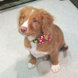 Nova Scotia Duck Tolling Retriever Puppies from Dtails Tollers