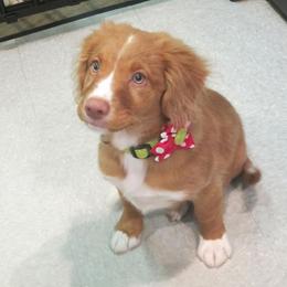 Nova Scotia Duck Tolling Retriever Puppies from Dtails Tollers