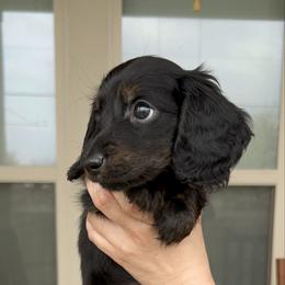 Blue Collar Mr. Bread and Butter KLARNA AVAILABLE - Black and tan male Dachshund puppy in Hutto, Texas from R.G. Dachshunds