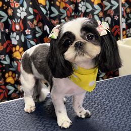 Berkeley - Shih Tzu