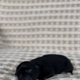 Rachael Ray - Black tri female Miniature Australian Shepherd puppy in Queen Creek, Arizona from Arizona Aussies