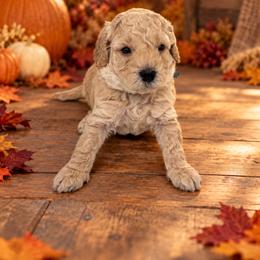Gravy - Cream male Goldendoodle puppy in O'fallon, Missouri from Rockin R Doodles