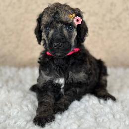 Mira - Brindle female Poodle puppy in Spring Hills, Florida from The Olympus Standard Poodle