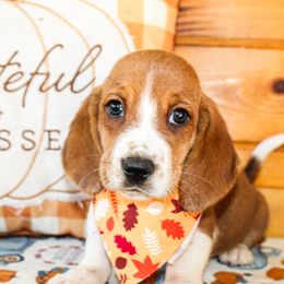 Basset Hound and Goldendoodle Puppies from Rocking H