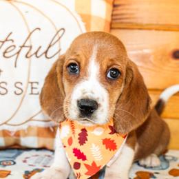 Basset Hound and Goldendoodle Puppies from Rocking H