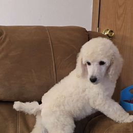 "Ace" BrioPanache's Aces In The Hole - White Poodle puppy in Klamath Falls, Oregon from BrioPanache Poodles
