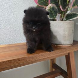 Jet - Black parti male Pomeranian puppy in Placer County, California from Lilmonster Pomeranians