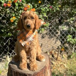 black collar - Goldendoodle puppy from Cisneros Goldendoodles