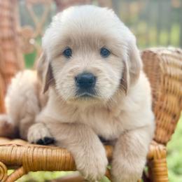 Love Shack - Golden male Golden Retriever puppy in Commerce, Georgia from Chirping Meadows Goldens
