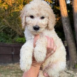 Light Blue Collar - Cream male Goldendoodle puppy in Ringgold, Georgia from Sweet B’s Goldendoodles