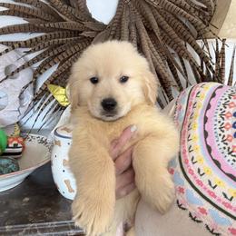 Purple boy - Golden male Golden Retriever puppy in Garrison, Montana from Mattiaci Goldens