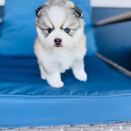 Cheerios ( Evie) - Silver and white female Pomsky puppy in Yavapai County, Arizona from Pawsh Pomskies