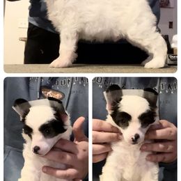 Chinese Crested and Poodle Puppies from Ariella Standard Poodles & Chinese Cresteds