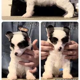 Chinese Crested and Poodle Puppies from Ariella Standard Poodles & Chinese Cresteds