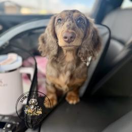 Kova - Dachshund