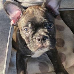 Maverick - male Boston Terrier puppy in Fort Myers, Florida from Legends Frenchton's, French Bulldogs ,Boston Terriers, Reindeer chihuahuas & French Bullhuahua's