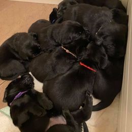 Labrador Retriever Puppies from Midwest Select Labradors