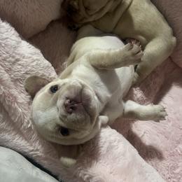 French Bulldog Puppies from Foster Lake Frenchies