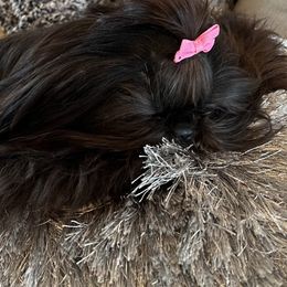 Emmy - Shih Tzu