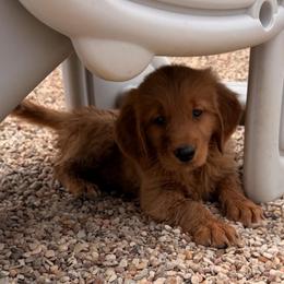 Boy 2 Orange - Dark golden male Golden Retriever puppy in Joshua, Texas from 3 Gun Retrievers