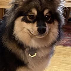 Finnish Lapphund All Grown Up from Forest Trail Finnish Lapphunds