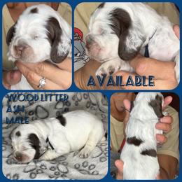 Ash - Liver white and roan male English Springer Spaniel puppy in Billings, Montana from M&M Fuzzy Bottom Friends