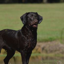 Labrador Retrievers from Champion Retrievers, Inc