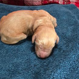 Polly - Apricot female Goldendoodle puppy in Georgetown, Tennessee from Georgetown designer and purebred puppies