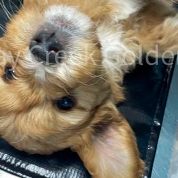 Goldendoodles from Hay Creek Acres Goldens
