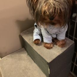 Yorkshire Terrier Puppies from Missy Lu Lap Puppies