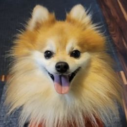 Pomeranians from Lacy's Pom Poms