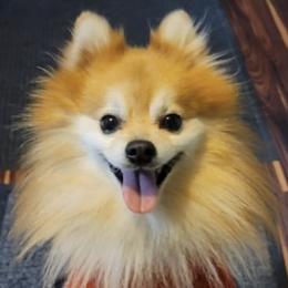 Pomeranians from Lacy's Pom Poms