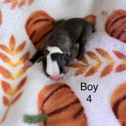 Boy 4 - Black and white male Boston Terrier puppy in Charleston, West Virginia from Mountain Momma Bostons
