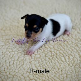 Side -tail spot - White black and tan male Toy Fox Terrier puppy in Wayne, Oklahoma from FritzFox Toy Fox Terriers