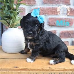 Mia - Phantom female Bernedoodle puppy in Heyworth, Illinois from Cobble Creek Puppies