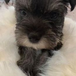 Miniature Schnauzers from F&M Kennels