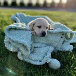 Labrador Retriever Puppies from Buena Vista Labradors
