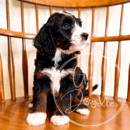 Americano (Black) - Tri-color male Bernedoodle puppy in Rockwall, Texas from Glory Doodles