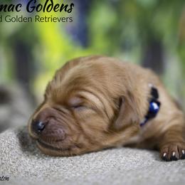 Parson Brown - Dark golden male Golden Retriever puppy in Chico, California from Glenmac Goldens