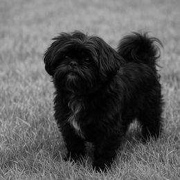 Rusty - Shih Tzu